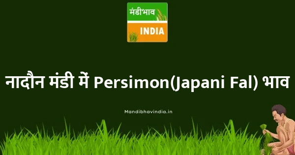 Persimon(Japani Fal) भाव